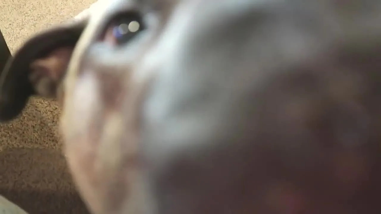 From Craft Haul to Ready-to-Stitch: A Practical Guide to Blanks, Tulle, and Stabilizer